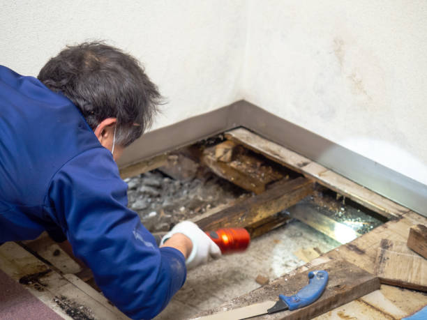 Best Attic Mold Remediation in Kingston Estates, NJ