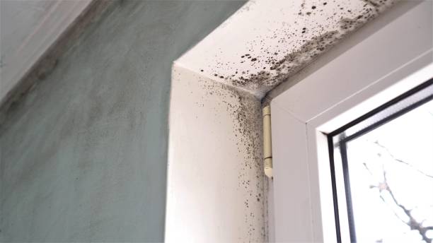 Best Post-Flood Mold Remediation in Kingston Estates, NJ