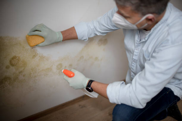 Best Localized Mold Remediation (e.g., coastal areas, humid climates) in Kingston Estates, NJ