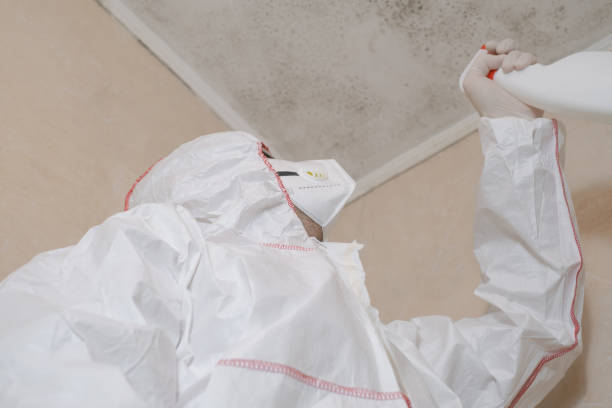Professional Mold Remediation in Kingston Estates, NJ